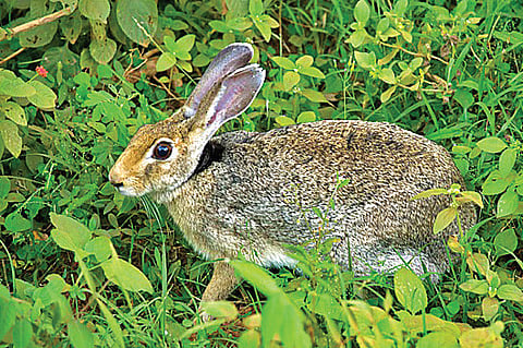 Hare now, gone in a flash!