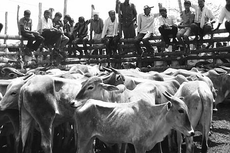 Amruth Mahal auction stopped abruptly