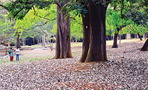 More blooms at Cubbon Park
