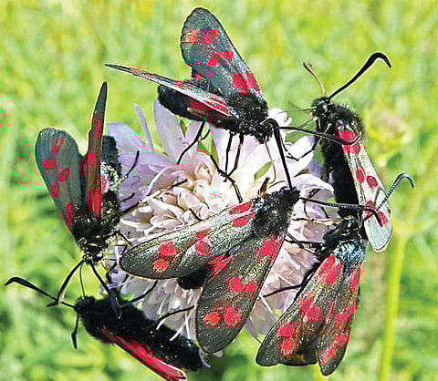 Joy of giving in the animal world