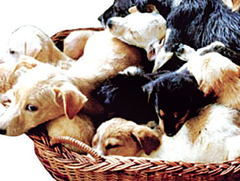 Pet care: Protect your furry friend from toxic colours
