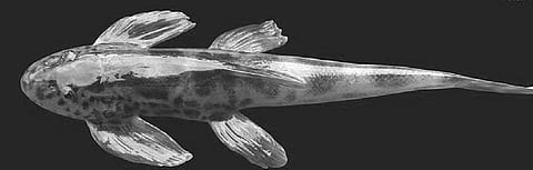 New species of fish discovered in Kunthi river