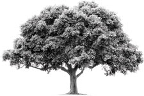 Speaking tree: A platform to learn