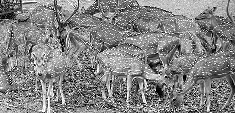 Dingy park at Hill Palace kills deer as authorities doze off