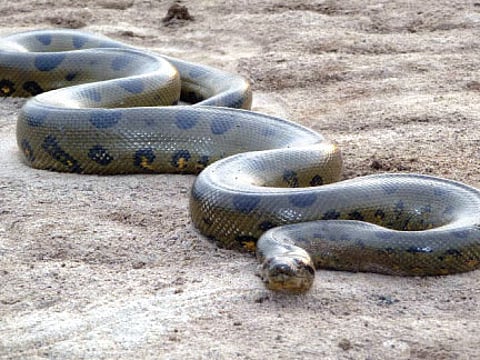Anacondas' slithery path to City Zoo gets lengthier