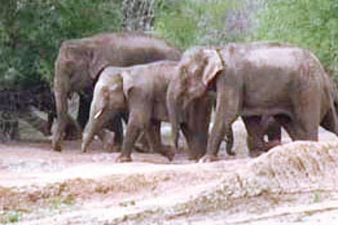 Tempting fate: Elephant tramples lensman to death