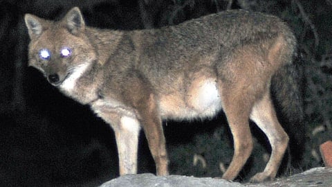 Wildlife prancing around in our Housing Colony