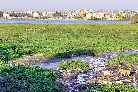 Authorities finally wake up to cries to save Sarakki Lake