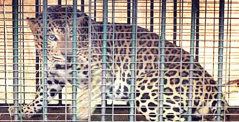 Woman saves husband from leopard