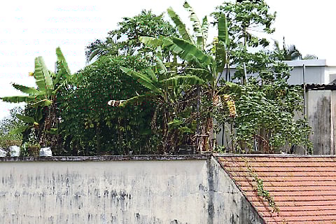 'Terrace farming' gains ground