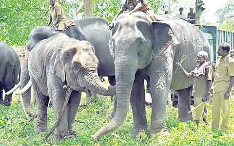Mahouts deputed to train Tiruvannamalai trio at MTR