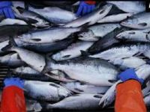 'Global fish catch on the decline'