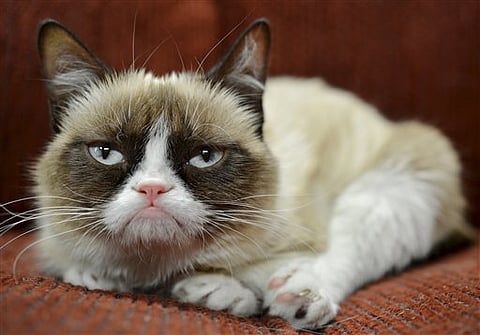 Why Cats Have Vertical Pupils Decoded