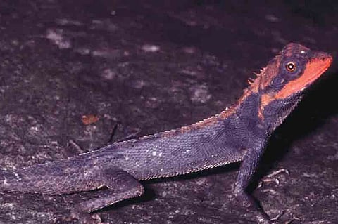 Magic of Bhimashankar sanctuary beckons