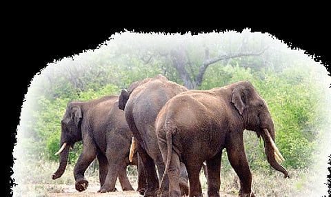 Elephants Rule Kayattuva