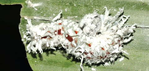 Cleverly Camouflaged Caterpillars
