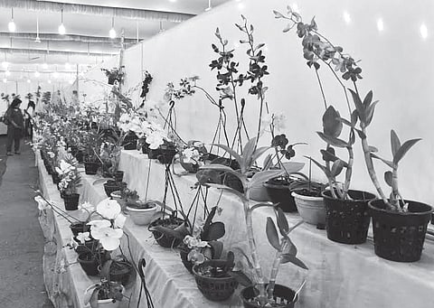 A Feast for the Eyes