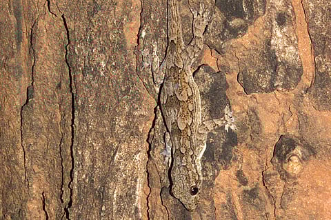 Cleverly Camouflaged Lizards