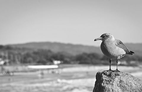 Only a Guru Can Change the Destiny of the Disciple and lead to Redemption