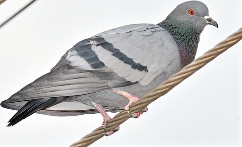 The Vexed Issue of Pigeons