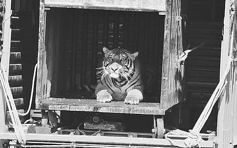 Villagers Safe from Relocated Tiger, Says Forest Department