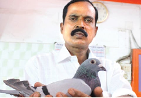 Pet Pigeon Delivers a Hat-trick for Master Selvam