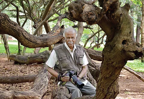 Snapshots of a Life in the Wild