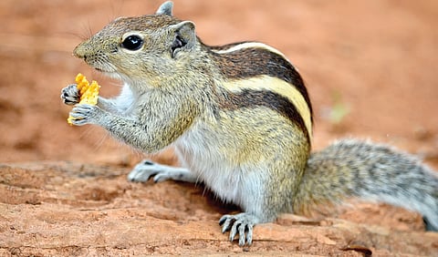 Between the Stripes of the Indian Palm Squirrel