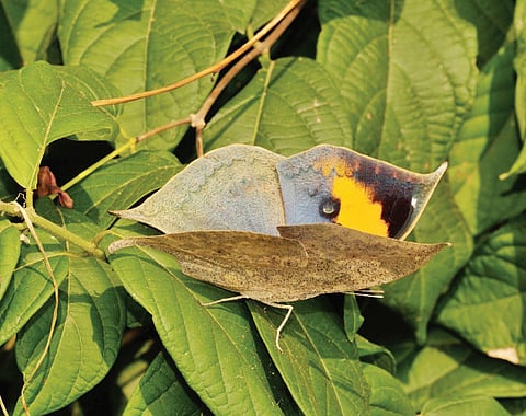 The Peek-a-boo Butterfly