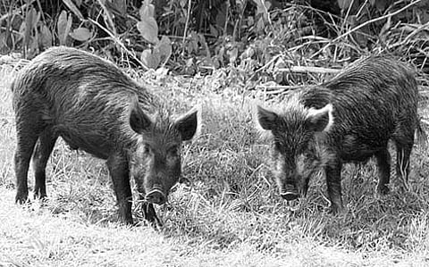 Governments Efforts to Tame Boars at Nilambur Comes to a Naught