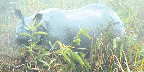 Kaziranga: To the Den of the One-horned Rhinos