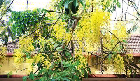 Early Blooming of ‘Kanikonna’ a Big Bother for City-zens