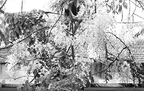 Early Blooming of 'Kanikonna' a Big Bother for City-zens