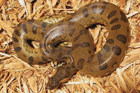 Anacondas Arriving in City Zoo Today