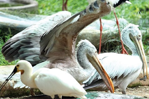 Bigger Aviary Plan Awaiting CZA Nod