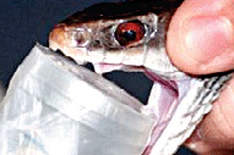 Anti-Snake Venom Deficit Bites Govt Hospitals