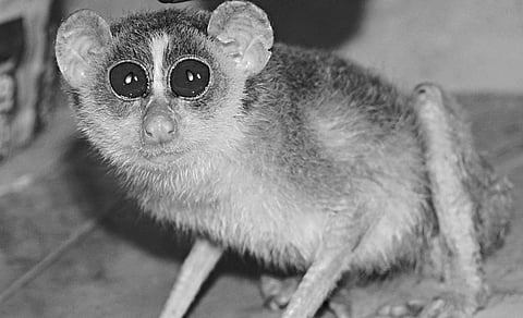 Slender Loris Rescued from Trader, Sent to Forest Dept