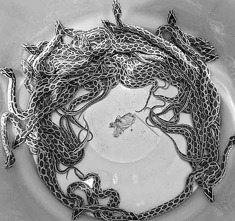 Russel's Viper Gives Birth to 35 in Hosur Farm