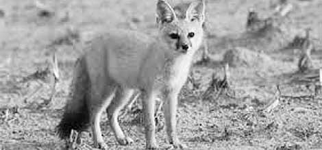 As Habitats Come under Stress, Indian Foxes Vanish without a Trace