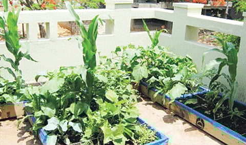 Taking Cue from Movie, Govt Set to Promote Organic Terrace Farming