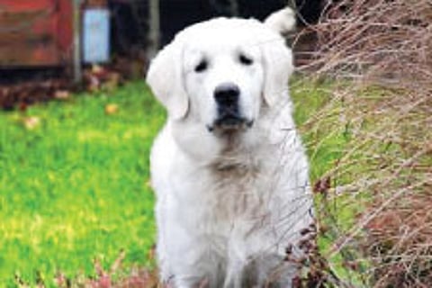 Now a Pet Magazine as Well