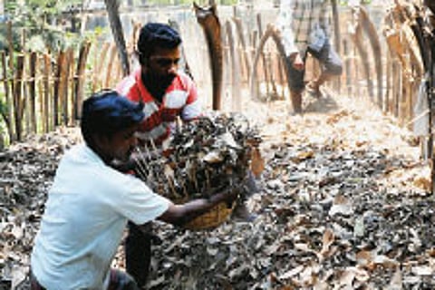 Bangaloreans Devise Unique Leaf Disposal Method
