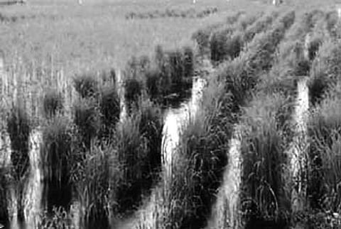 Indigenous Kaipad Rice Gets Geographical Indications Tag