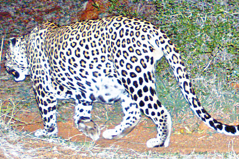 After Many Sightings, Elusive Leopard Caught on Camera