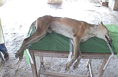 Rabid Dog on Attack Spree Bites Sixty People, Captured after Intense Hunt