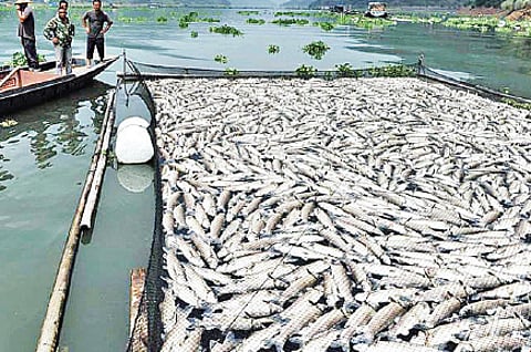 Fish hospital to come up at Thevara