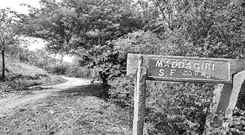 Thimmalapura Likely to be Declared Sloth Bear Sanctuary