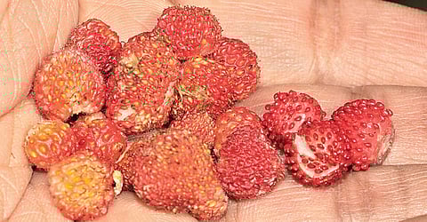 Strawberry Fields Forever: Dalhousie Diary