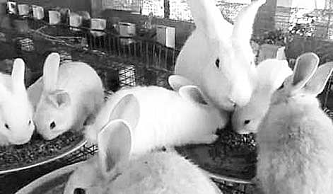 ‘Animal’ Tag for Rabbits Dismays Farmers