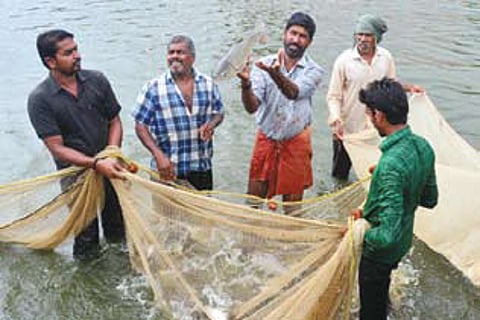 With No one to Grant Licences, Shrimp Farmers in Legal Limbo